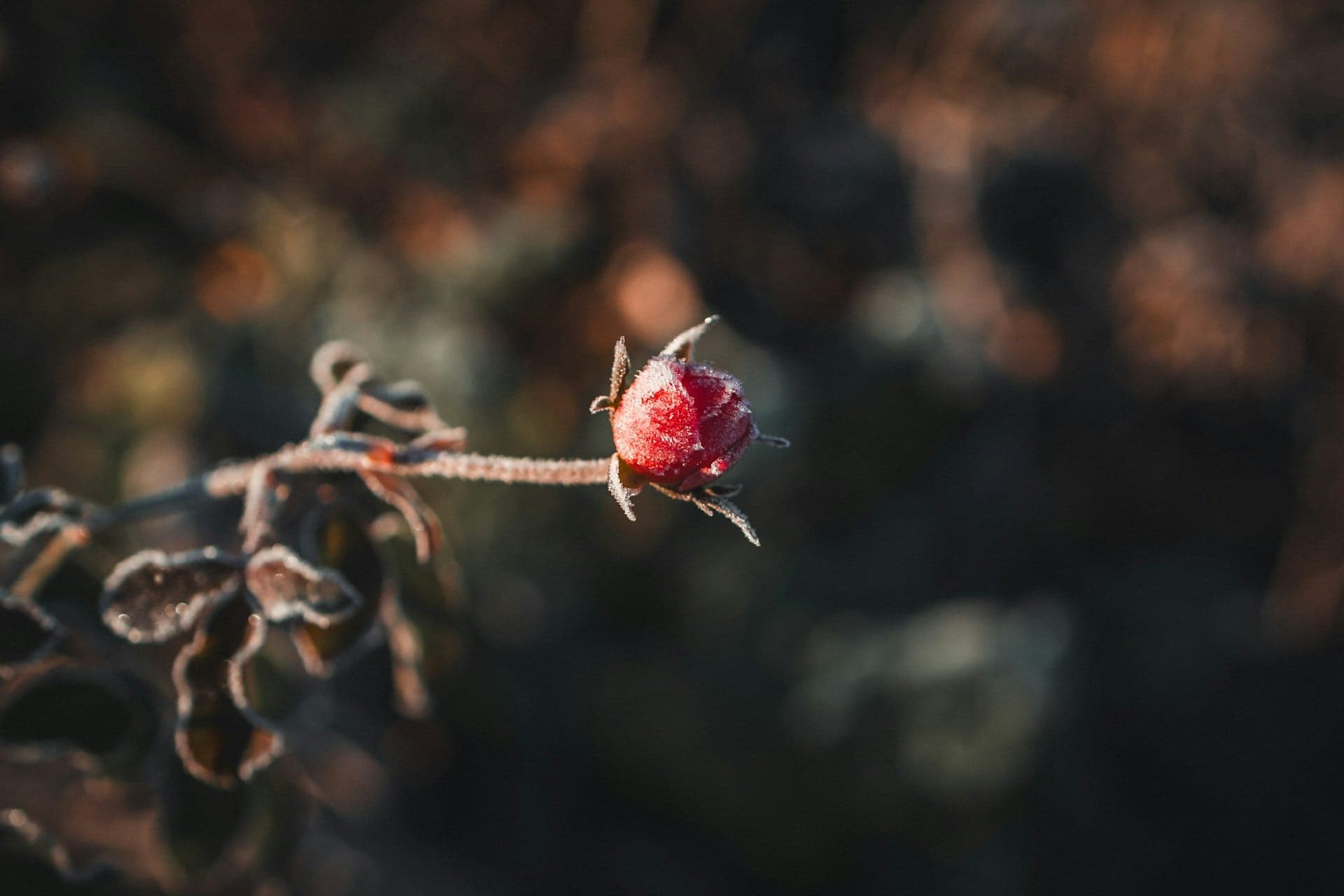 Offline Support in Web Apps: Data Prefetching Strategies